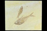 Diplomystus With Knightia Fossil Fish - Green River Formation #130221-1